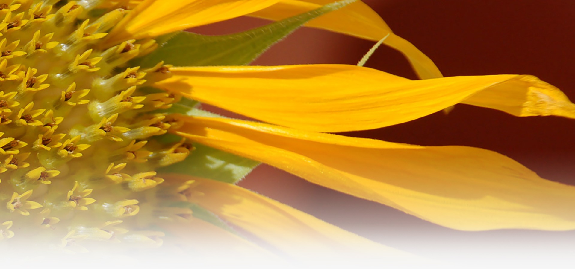 Homepage tournesol degrade