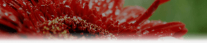 Subheader portrait Gerbera rouge