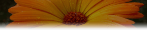 Subheader prestations Gerbera