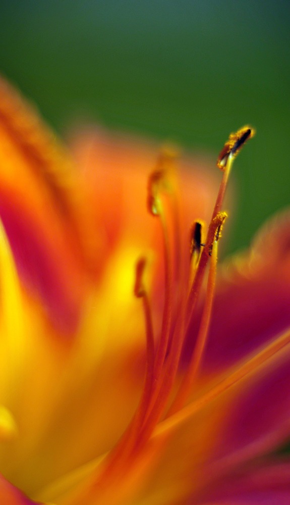 Pistil fleur consultations Muriel Gadin